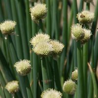 Allium fistulosum Photo: Nijssen